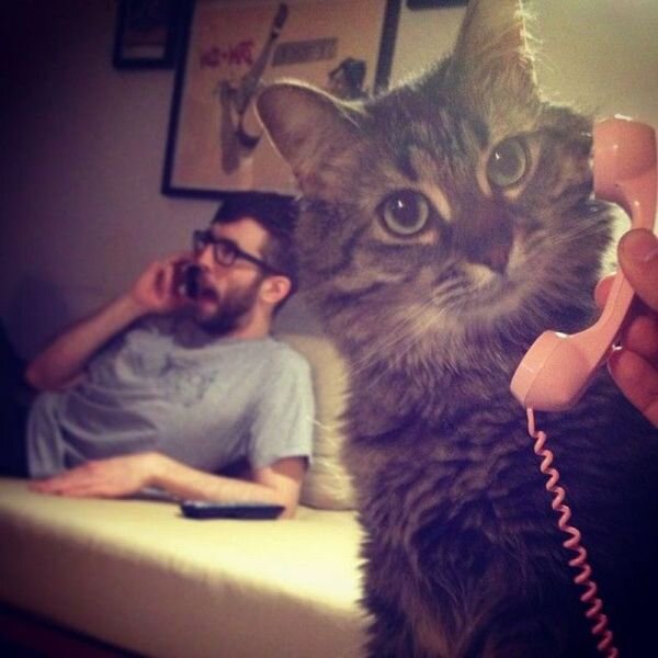 Cat on a phone, calling Extenda